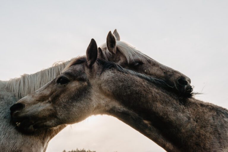 Explorando la Senda de las Razas de Caballos