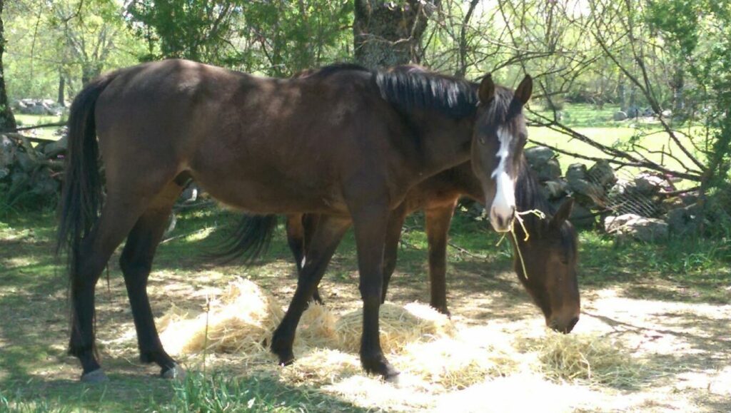 dos caballos comiendo tranquilos