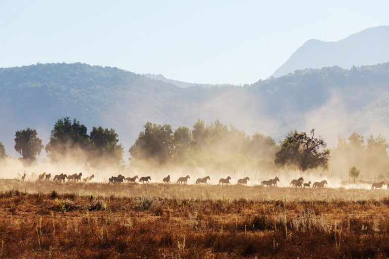 Primera Curiosidad de caballos y yeguas