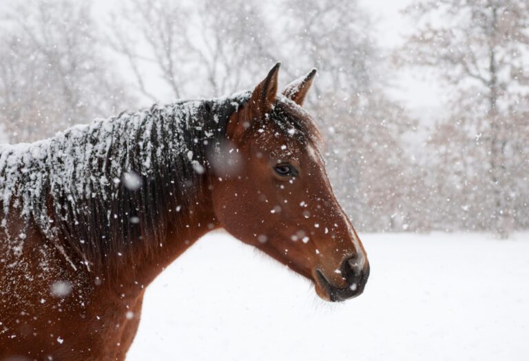 Consejos para prevenir el hielo en el bebedero de tu caballo este invierno