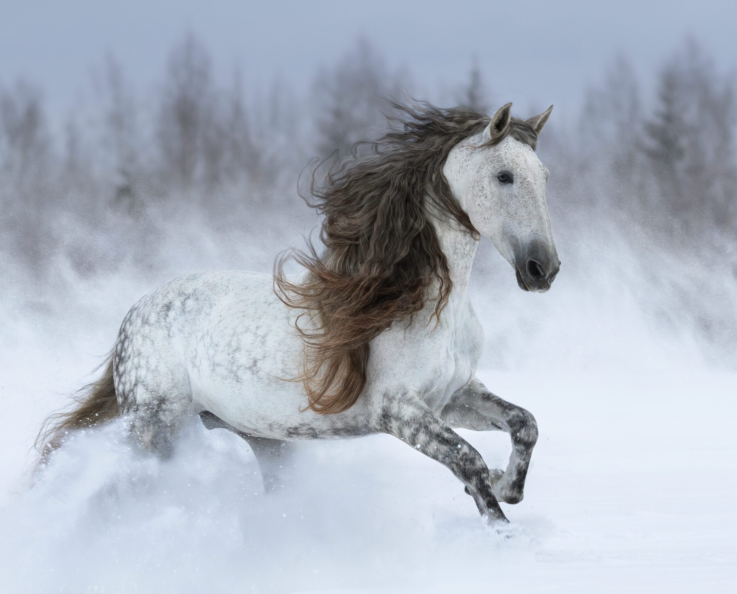 Caballo tordo de larga melena