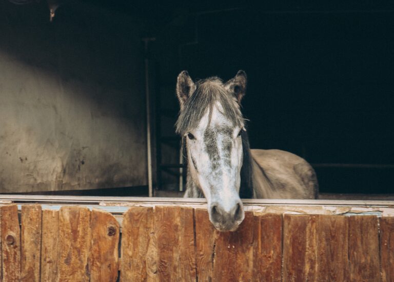 Descubre la temperatura ideal para el refugio de tu caballo en invierno