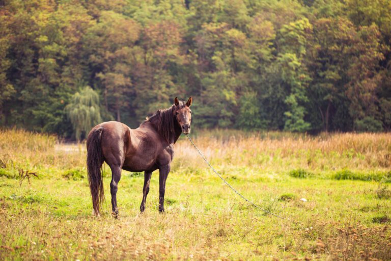 La ciencia detrás de medir la altura de un caballo