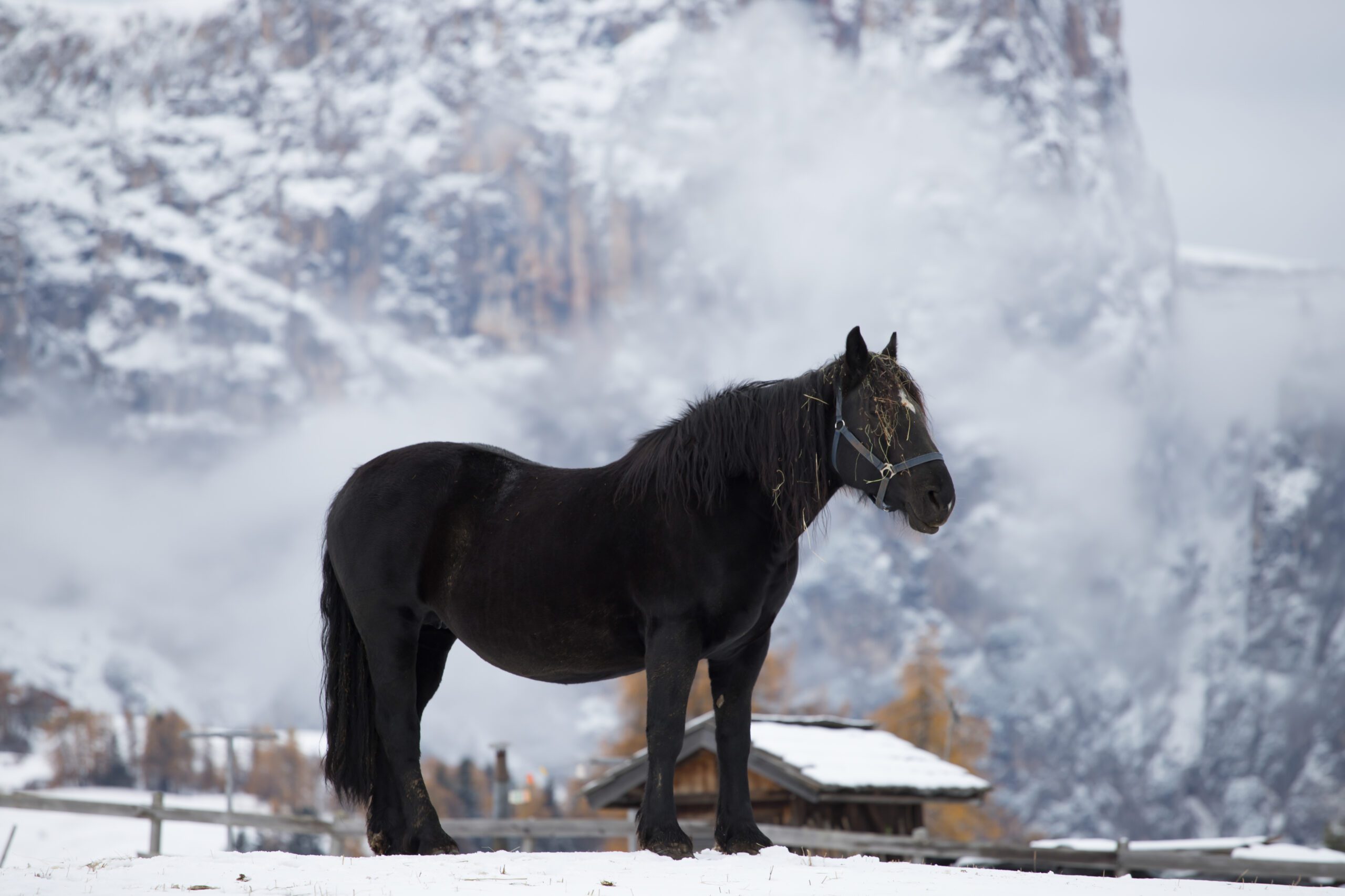 Caballo oscuro en el invierno de las montañas