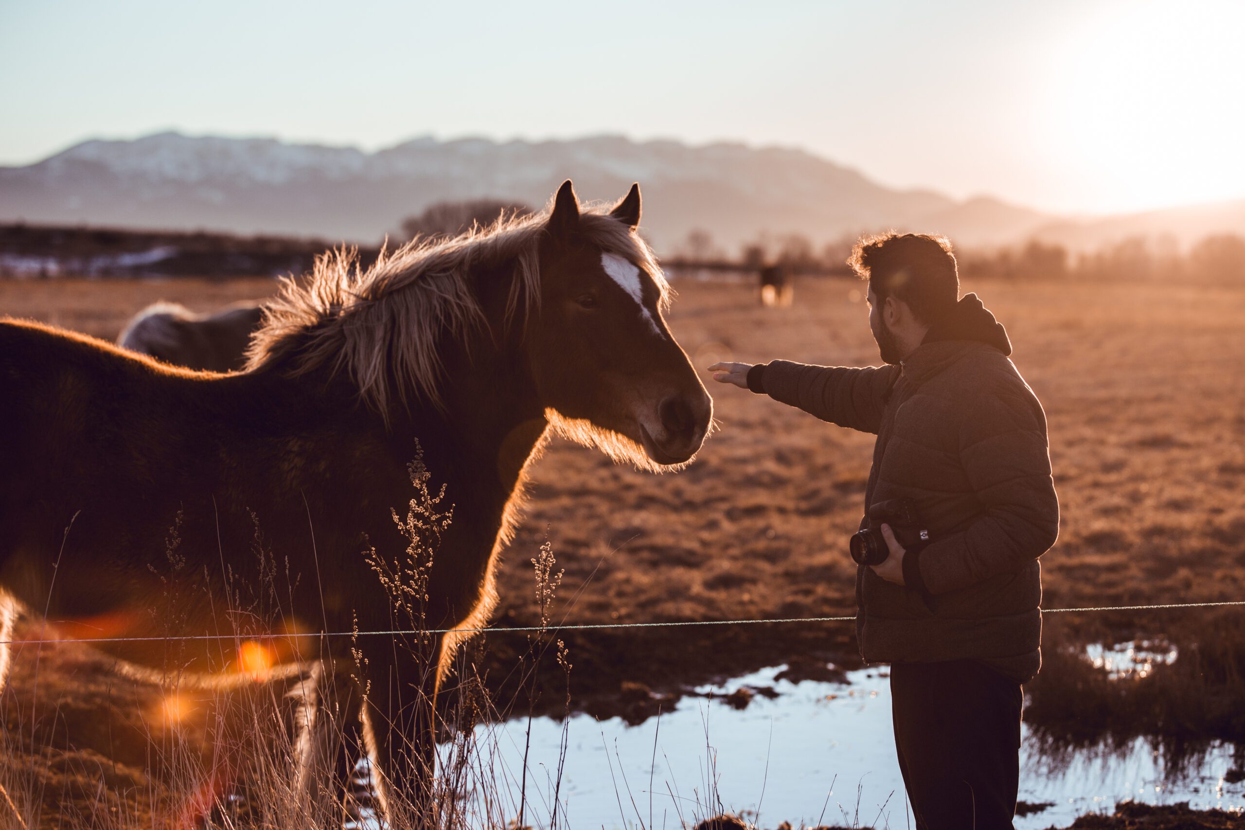 Hombre y caballo socializando