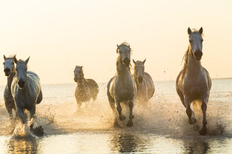 Mantén a tu caballo en forma durante el invierno con estas recomendaciones