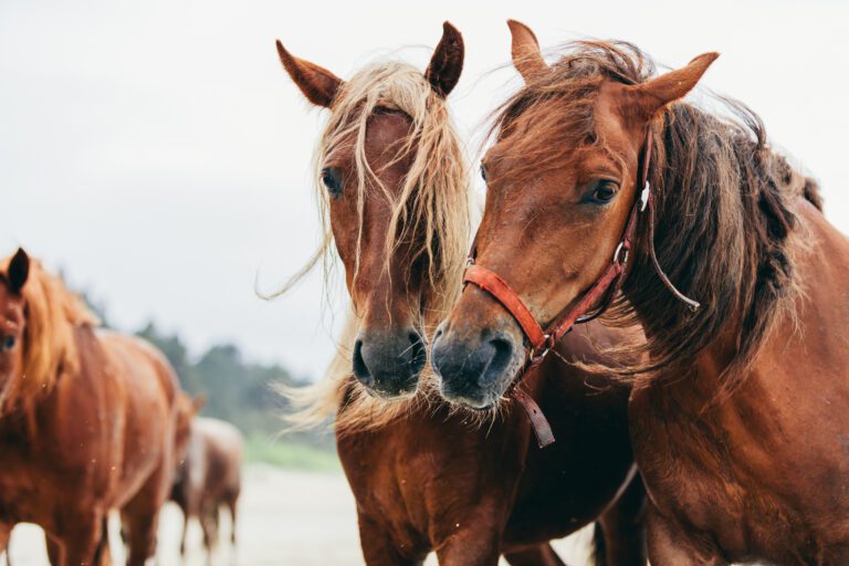 Consejos para la dieta de tu caballo en invierno