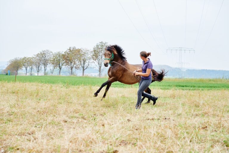 Entendiendo el significado y el proceso de domar a un caballo